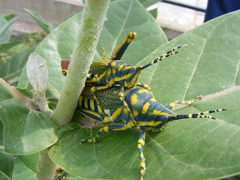 Poekilocerus pictus