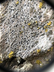 Alyxoria varia