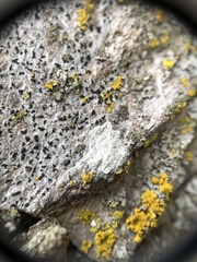 Alyxoria varia