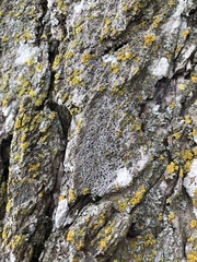 Alyxoria varia
