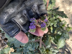 Phacelia crenulata minutiflora