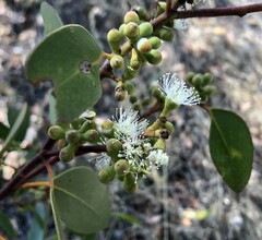 Eucalyptus arenacea