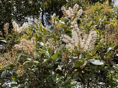 Pterophylla sylvicola