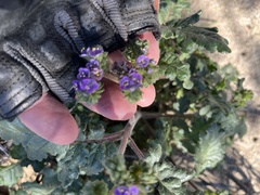 Phacelia crenulata minutiflora