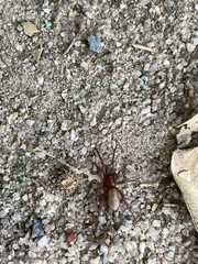 Dysdera crocata