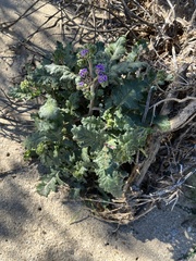 Phacelia crenulata minutiflora