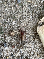 Dysdera crocata