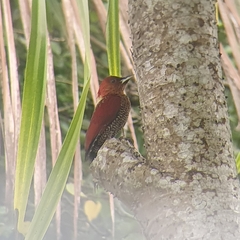 Chrysophlegma miniaceum