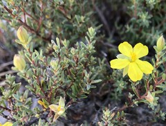 Hibbertia devitata