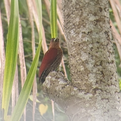 Chrysophlegma miniaceum