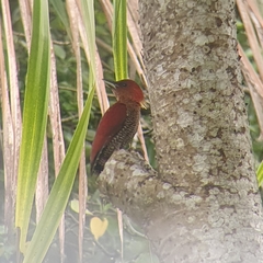 Chrysophlegma miniaceum