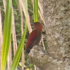 Chrysophlegma miniaceum