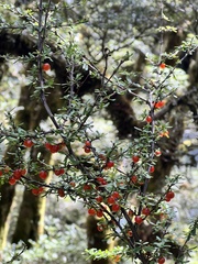 Coprosma cuneata