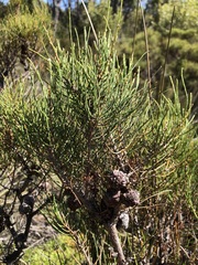 Allocasuarina pusilla