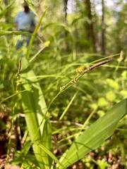 Carex communis