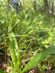 Carex communis