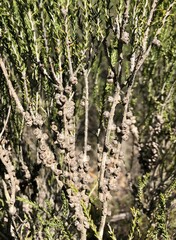 Melaleuca brevifolia