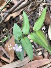 Tripladenia cunninghamii