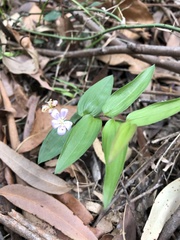 Tripladenia cunninghamii