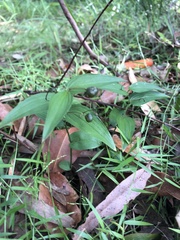 Tripladenia cunninghamii