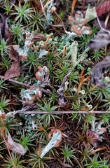 Cladonia cariosa