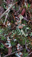 Cladonia cariosa