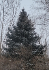 Picea obovata