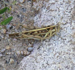 Cyrtacanthacris tatarica