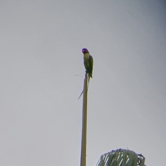 Psittacula longicauda