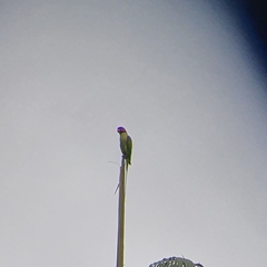 Psittacula longicauda