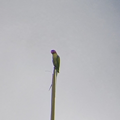 Psittacula longicauda