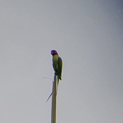 Psittacula longicauda