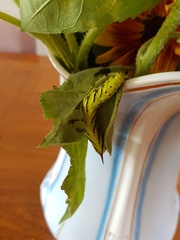 Sphingidae