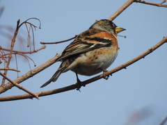 Fringilla montifringilla