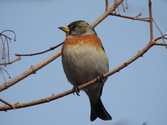 Fringilla montifringilla