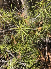 Persoonia juniperina