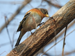 Fringilla montifringilla