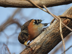 Fringilla montifringilla