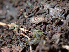 Orchesella villosa