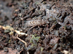 Orchesella villosa