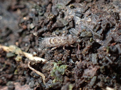 Orchesella villosa