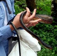 Chironius flavopictus