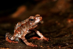 Rhinella margaritifera