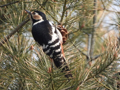 Dendrocopos major