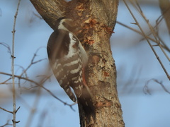 Dendrocopos major