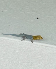 Lygodactylus picturatus