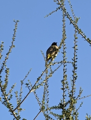 Pycnonotus xanthopygos