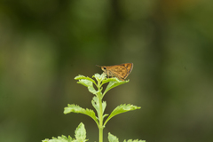 Taractrocera ceramas