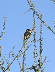 Pycnonotus xanthopygos