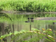 Gallinula tenebrosa tenebrosa